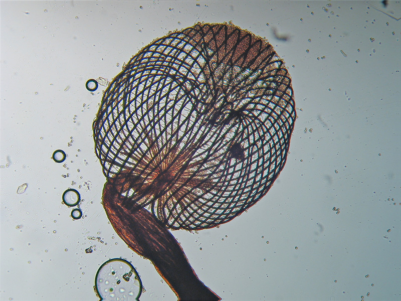 Dictidyum cancellatum